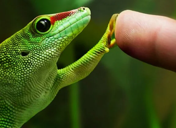 Bioinspiration et biointégration