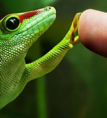 Bioinspiration and biointegration