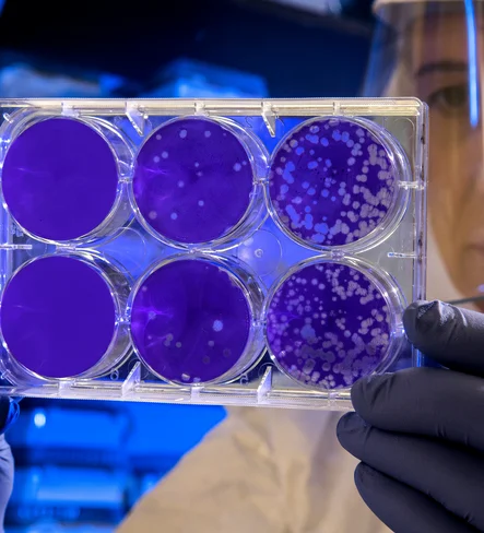 Mass cultivation of stem cells