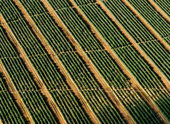Production alimentaire durable