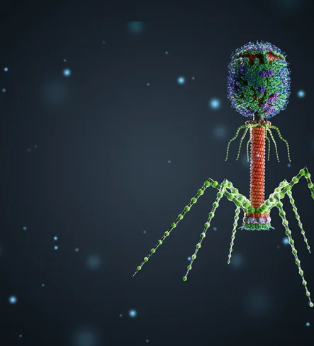 Bactériophages