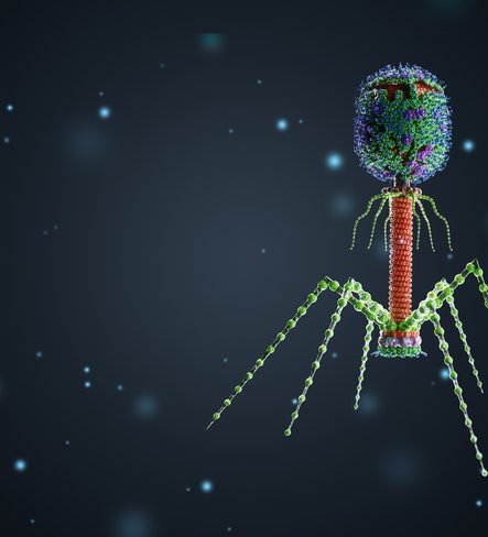 Bacteriophages