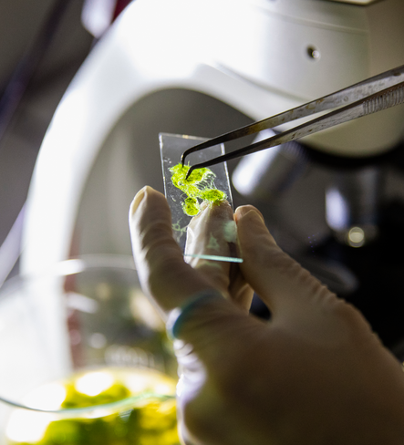 Künstliche Photosynthese