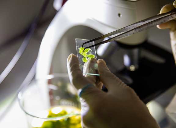 Künstliche Photosynthese