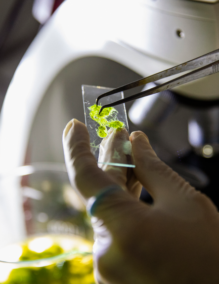 Künstliche Photosynthese